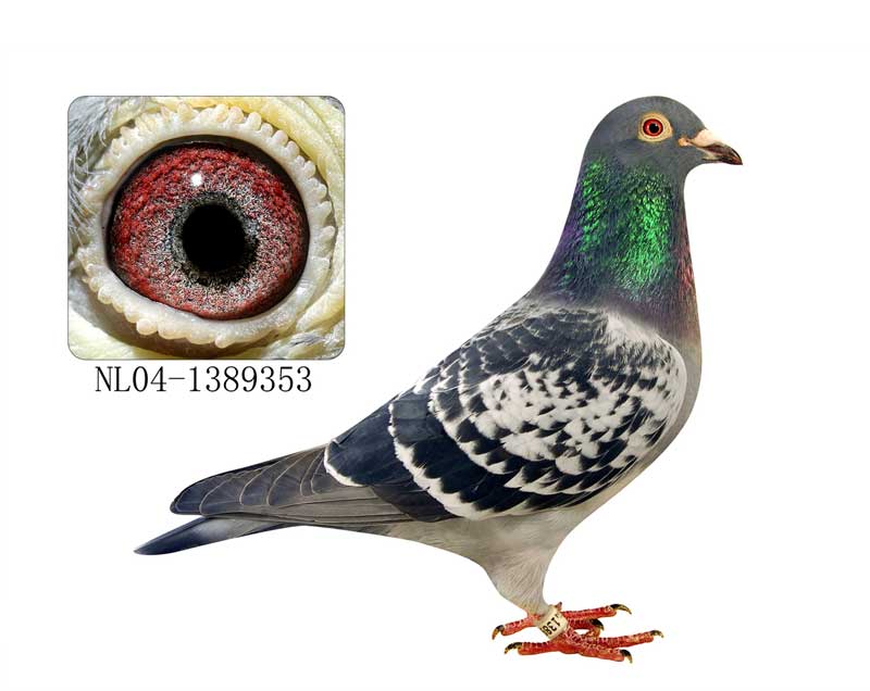 ��Ƶ���ͣ����������롰�׶�����