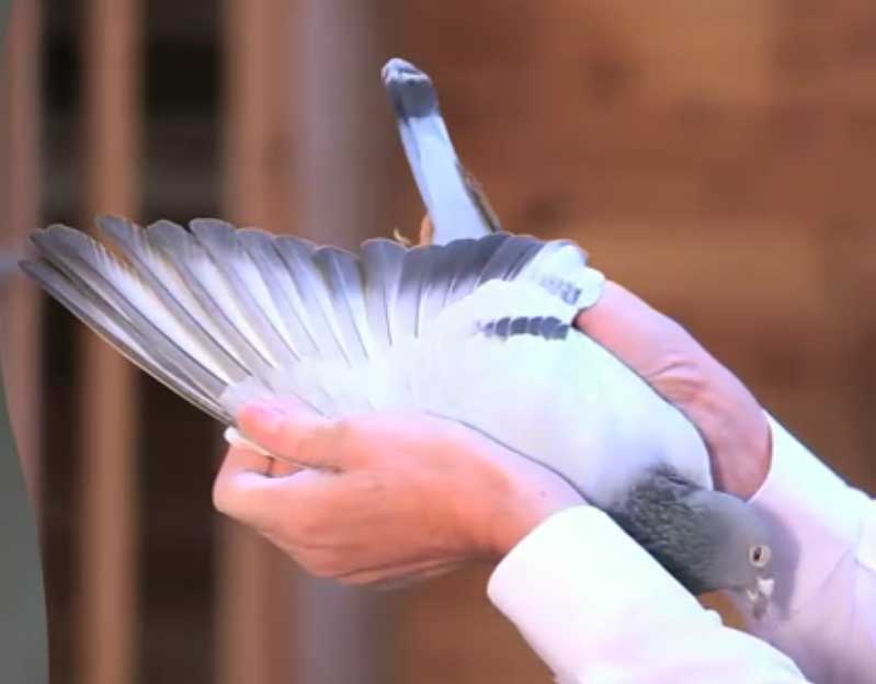 ��Ƶ���ͣ����������롰�ʼҸ����ߡ�