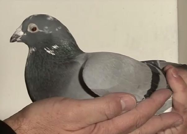 ��Ƶ���ͣ����忲��2009�����������ھ�