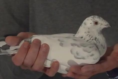 ��Ƶ���ͣ���˹���ڰ׻��롰Avros��