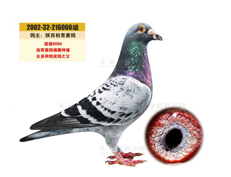 �������������ָ롰����6060��