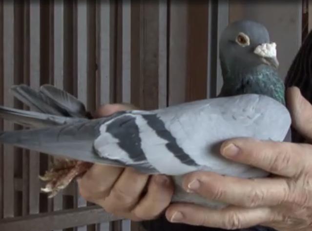 �������ͣ�����÷���˵ġ������š�