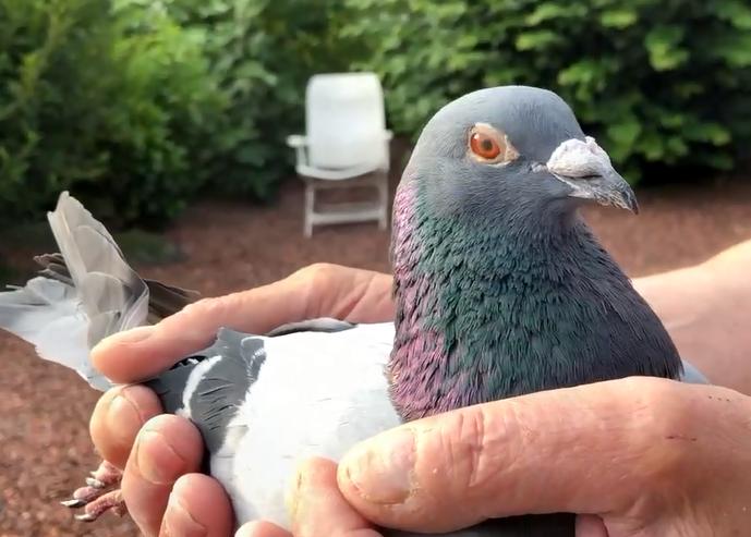 ��Ƶ���ͣ�����ʱ����������ȫ���ھ�