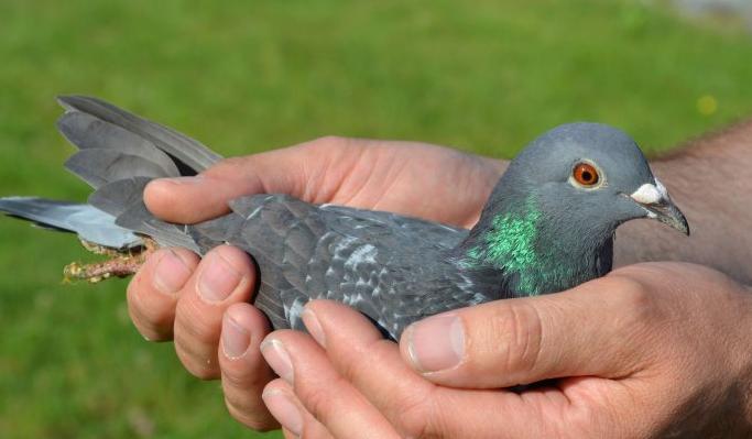 �������ͣ�2019�겨Ʒ�ɹ����ܹھ�