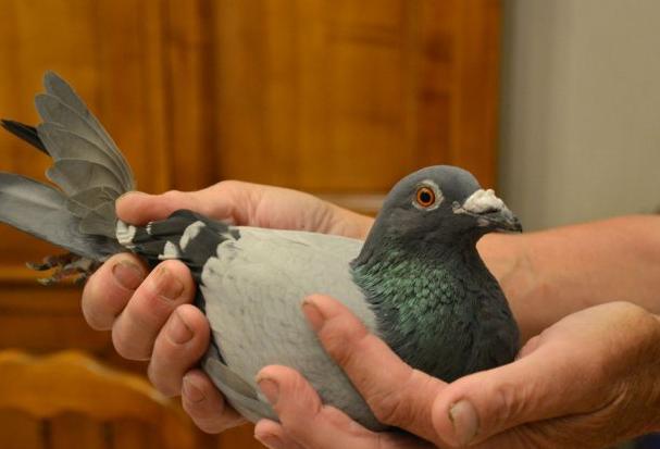 �������ͣ�����ʱͼ�ճ�����һ�����ھ�