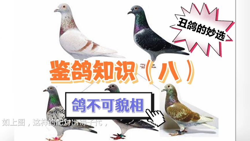 ������ѡ���벻��ò��