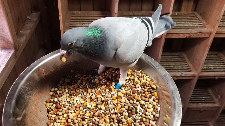 ����vlog����������ʰ���� �����Ͱ�