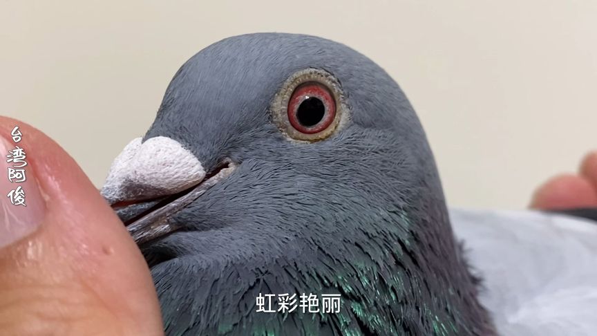 ���������׸� �ָ뽡�������⼸��