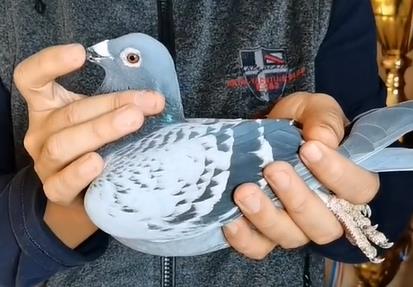 ��������ӥ��ظ����ھ�����