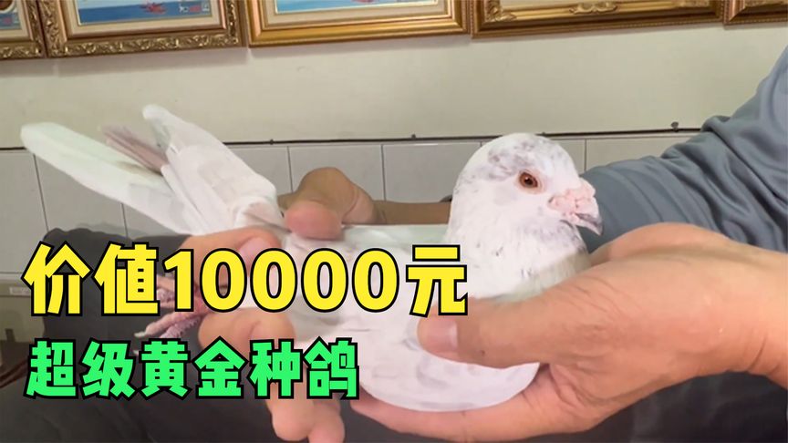 �����ƽ��ֹ� 10�����ָ������ 