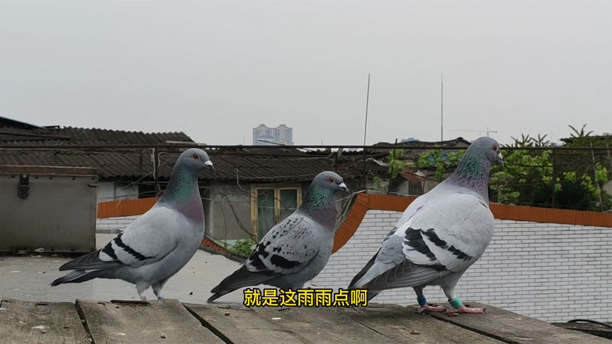 �̾����ٶ��� ����С�ｻ4�����1��