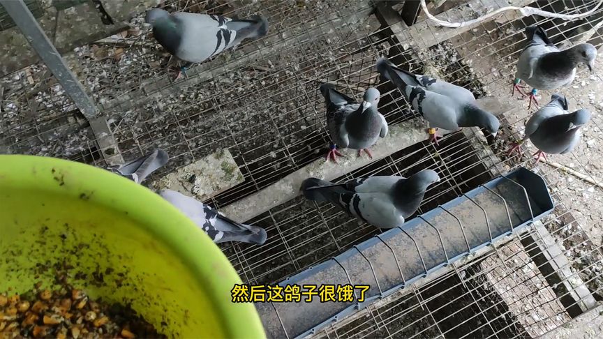 ������ʼ ɢ������ĸ��ӷɵò���