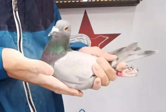 ��������ɳ��������� ���ؾ���ǰ15��