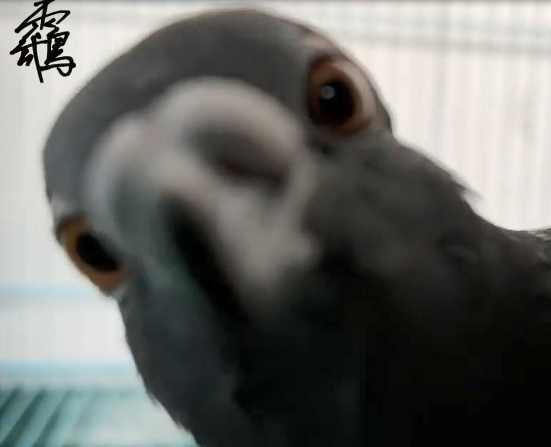 ����ү�ǵ����Ȱ��ģ��׸�ɳ�VLOG