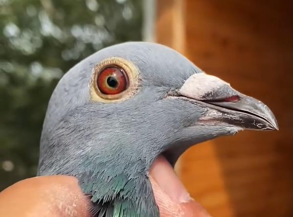 ������������̨��սǰ���� �ھ�����β��