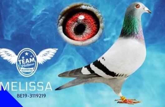 ����÷��ɯ����սʮ�� ���²��ιھ�