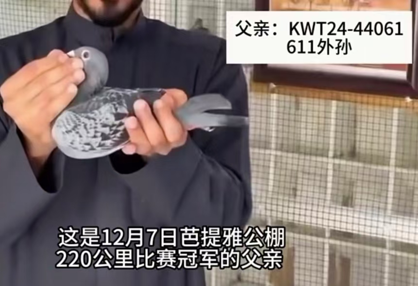 �������׹أ�����611������