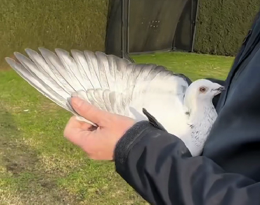 ���ͺû���ֱ�ӣ��׵����ֵܡ����ɡ�