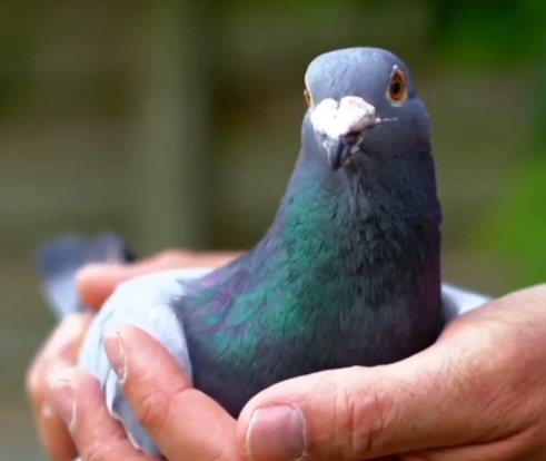 ���������ָ����أ�������ȫ���ھ�