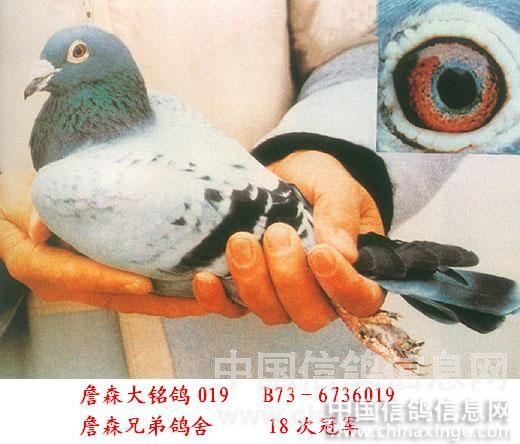 信鸽电影视频全集 %BA%E9%B7%E5_1121.gif
