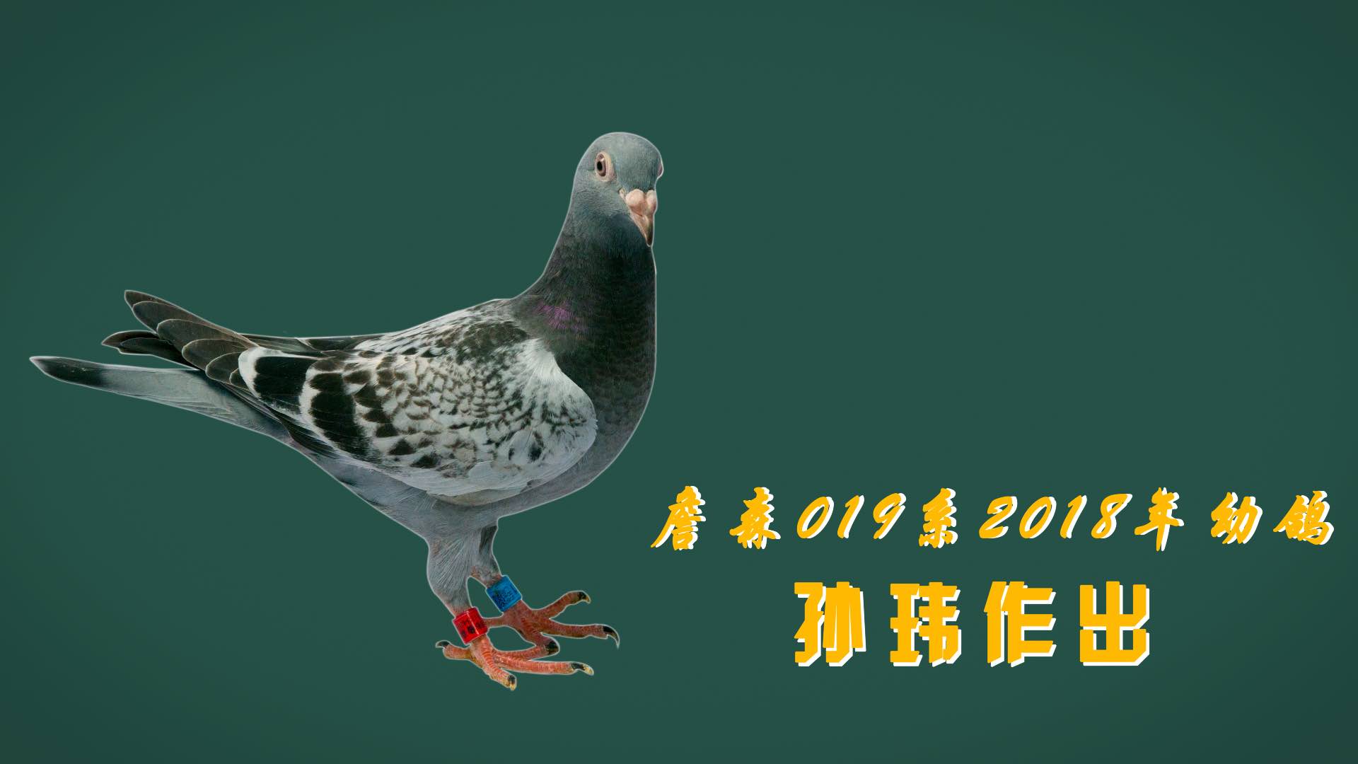 孙玮赛鸽适合山地丘陵飞行                      我为鸽狂2018