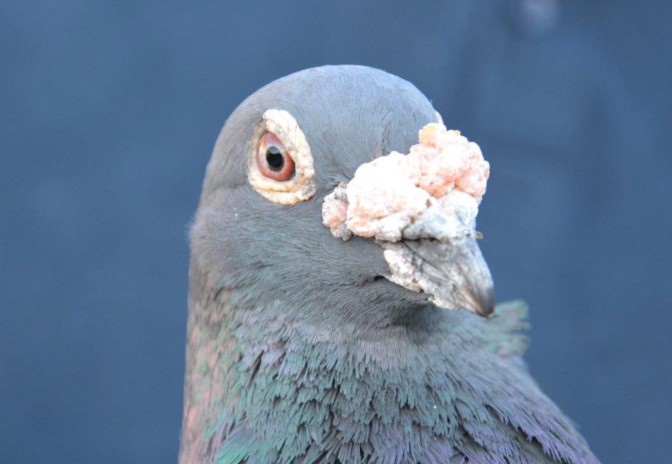 鸽界黑马-"砥砺奋进"的内蒙古虹展赛鸽公棚